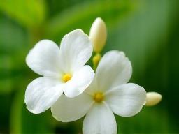 सुगंधित चमेली के सफेद फूल